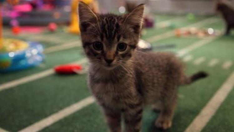 013.ae.PuppyBowlVIII9.jpg (Photo: Courtesy of Animal Planet)