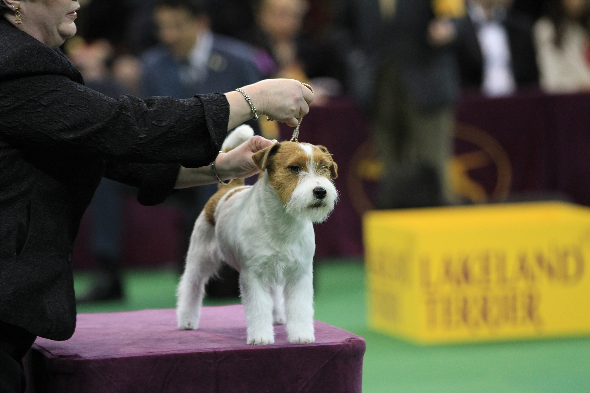 annual dog show