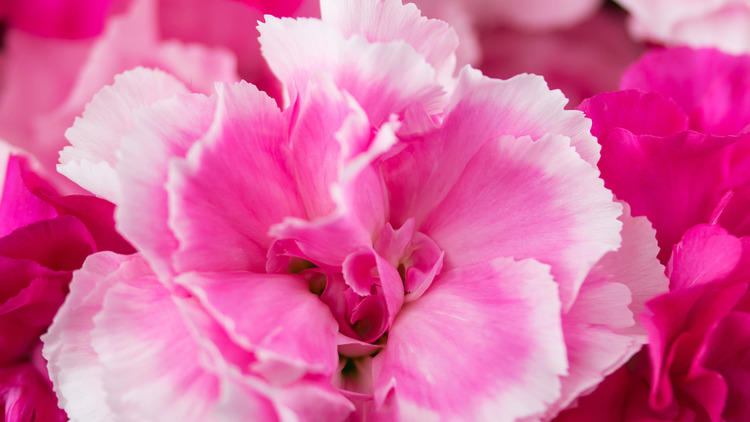 Pink Carnations