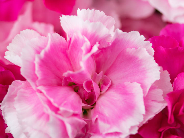 Pink Carnations