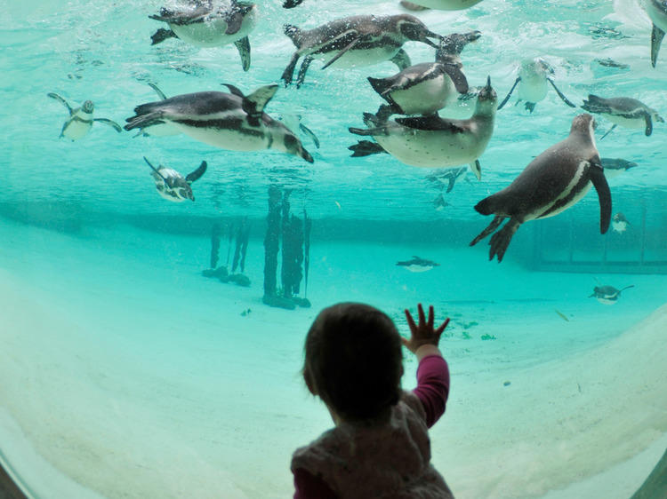 Aquarium de Paris - Cinéaqua