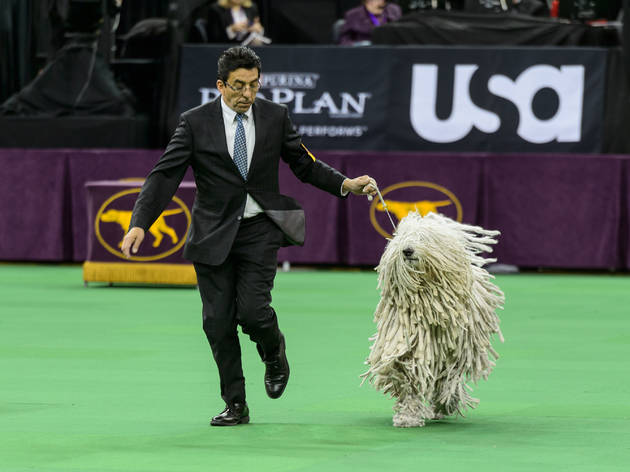 138th Annual Westminster Kennel Club Dog Show 138th Annual Westminster Kennel Club Dog Show