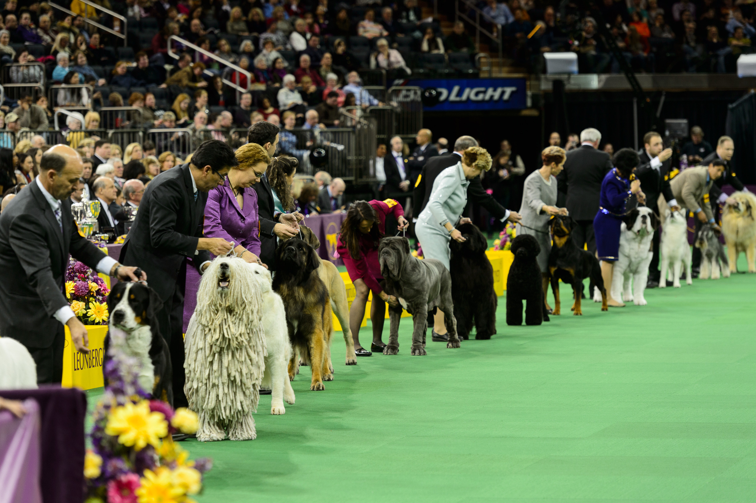 Westminster Dog Show Breed, winners, Best pics in Show FallinPets