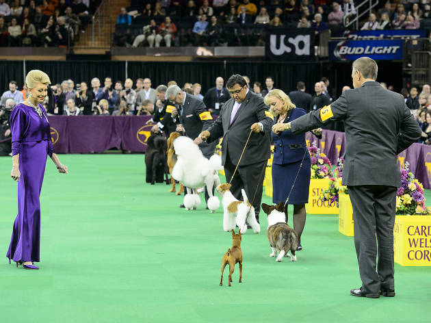 The Westminster Dog Show guide The Westminster Dog Show guide