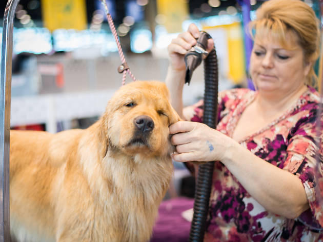 International Kennel Club Dog Show Dogs of all breeds soaked up the spotlight alongside proud owners and trainers at the International Kennel Club Dog Show at McCormick Place over the weekend.