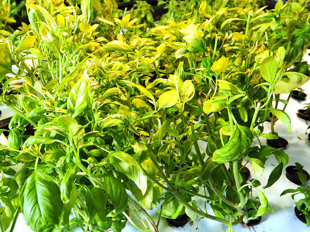 Veganos en el DF presenta Mercado Vegano Veganos en el DF presenta Mercado Vegano