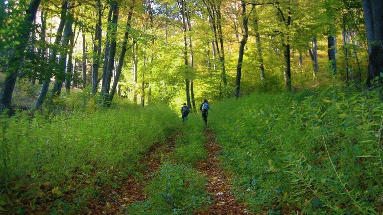 A walk in the woods