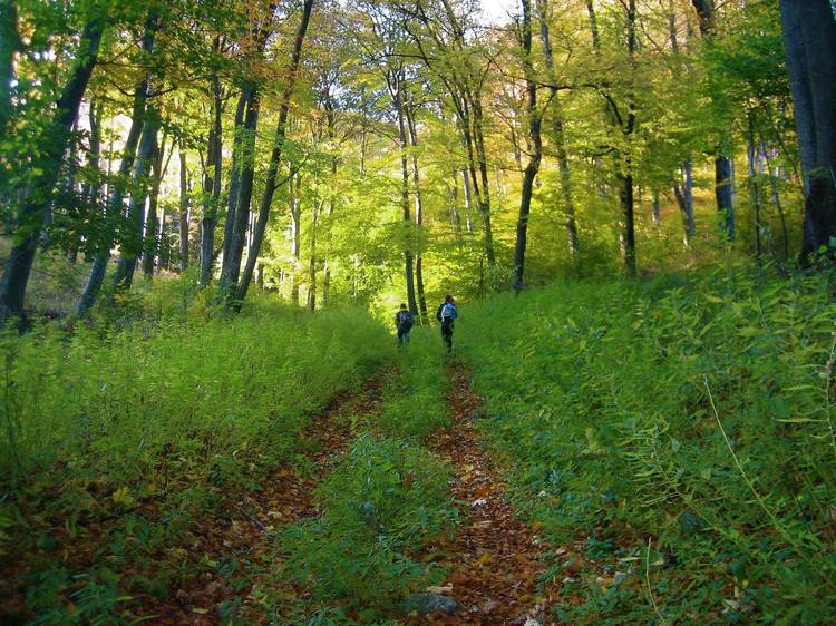 A walk in the woods