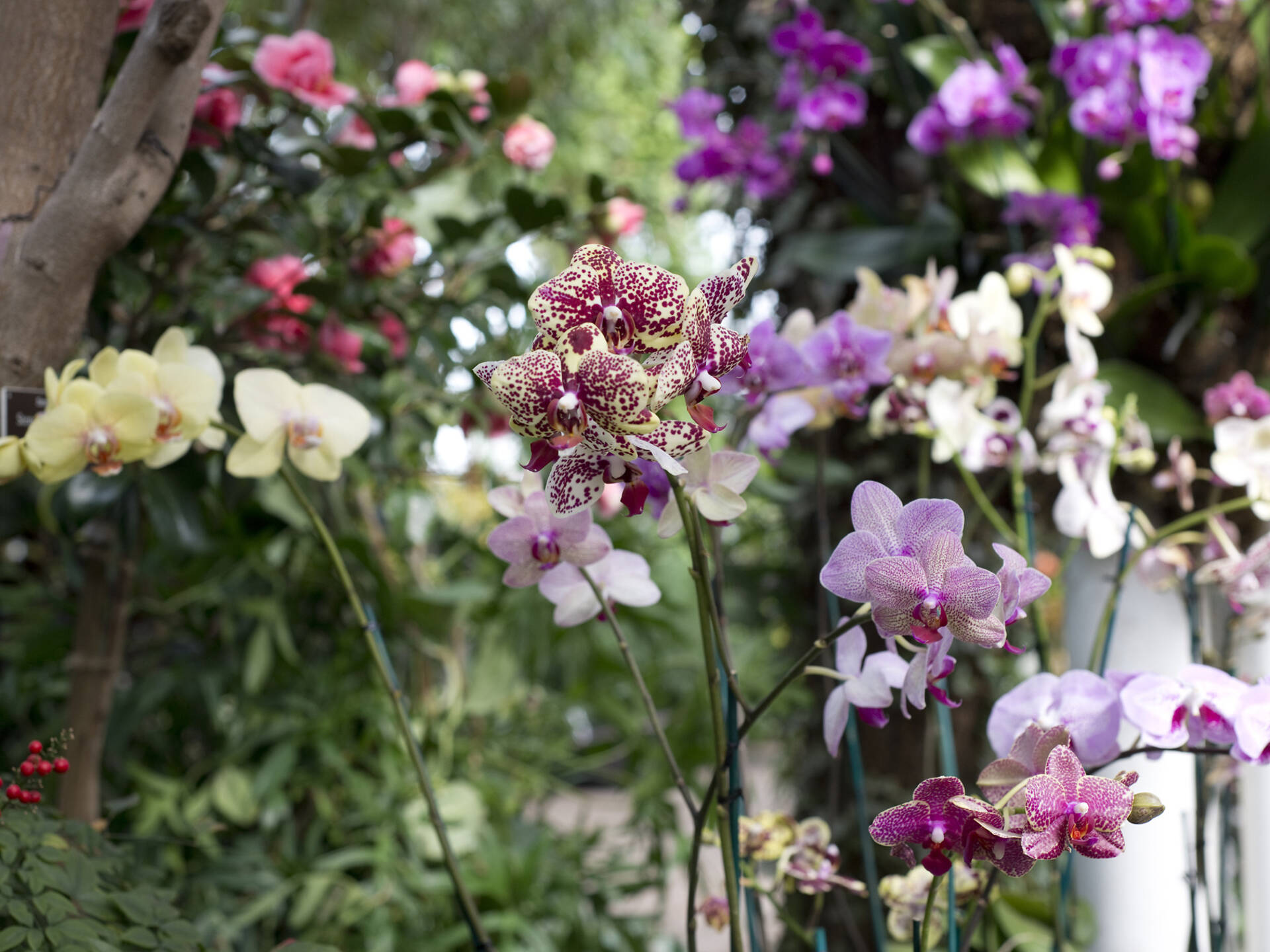 Best restaurants near the New York Botanical Garden in the Bronx