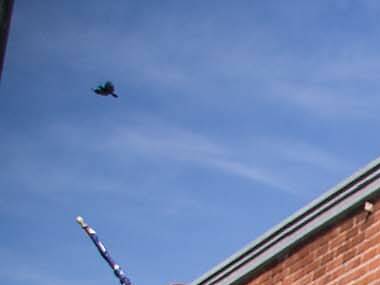 Joxer Daly's Joxer Daly's