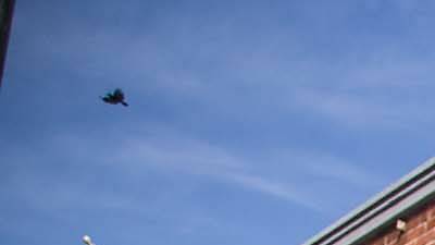 Joxer Daly's Joxer Daly's