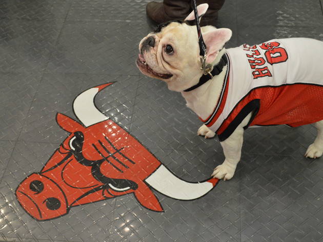 chicago bulls dog jersey