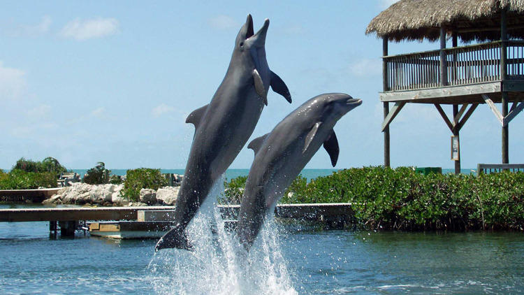 Dolphin Research Center, Wildlife and attractions, The Florida Keys, Miami