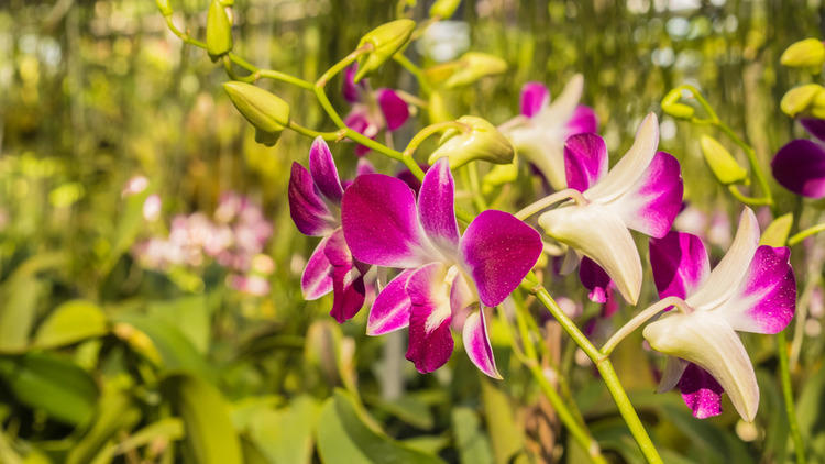 RF Orchids, Wildlife and attractions, Miami