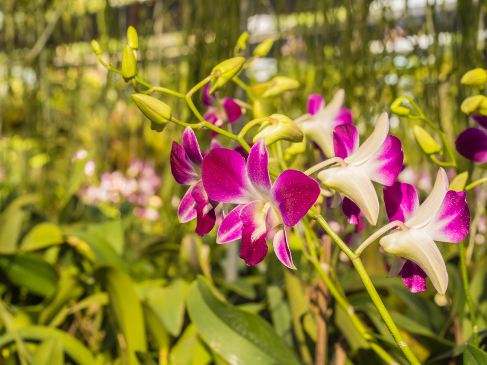 RF Orchids | Things to do in Redlands, Miami