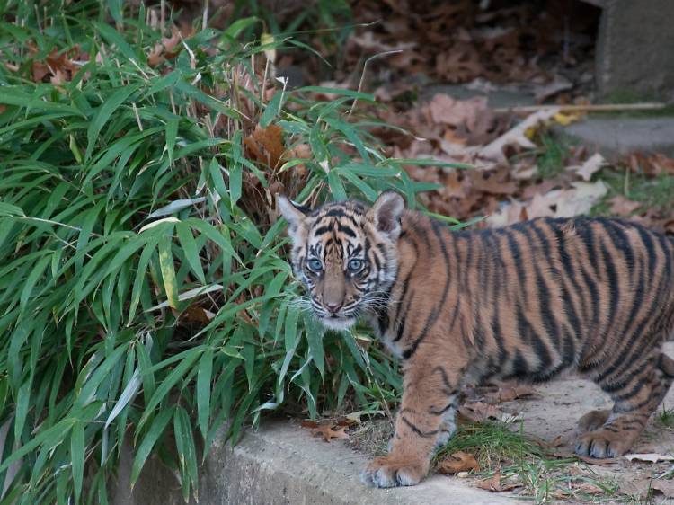 Smithsonian’s National Zoo and Conservation Biology Institute