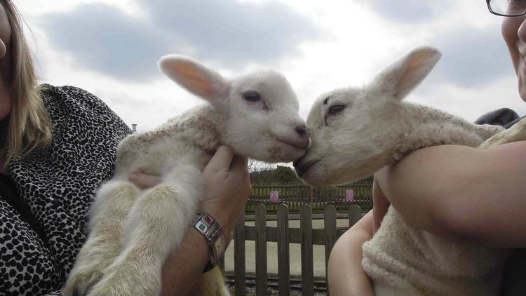 The excuse to cuddle little lambs