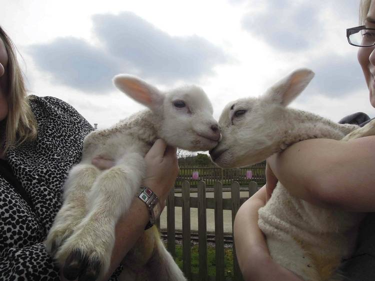 The excuse to cuddle little lambs