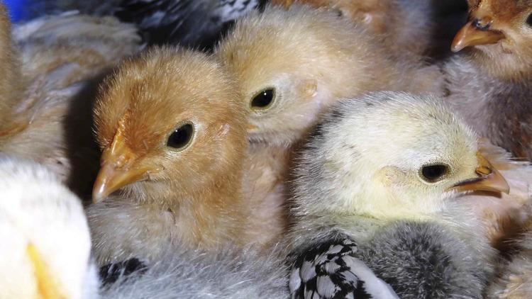 Brogdale, easter at brogdale, Chicken, chicks, easter