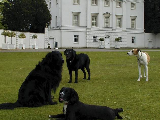 Open-City Architecture Tours: Dogs for Architecture Open-City Architecture Tours: Dogs for Architecture