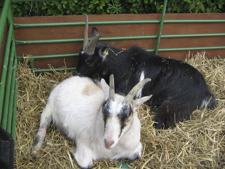 Deen City Farm