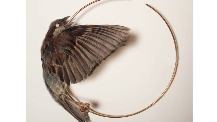 Wearable Taxidermy Workshop