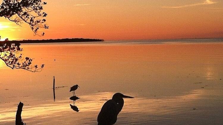 Florida Keys Wild Bird Center, Outdoor attractions, The Florida Keys, Miami