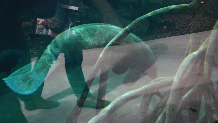 The manatee (© EChirache)