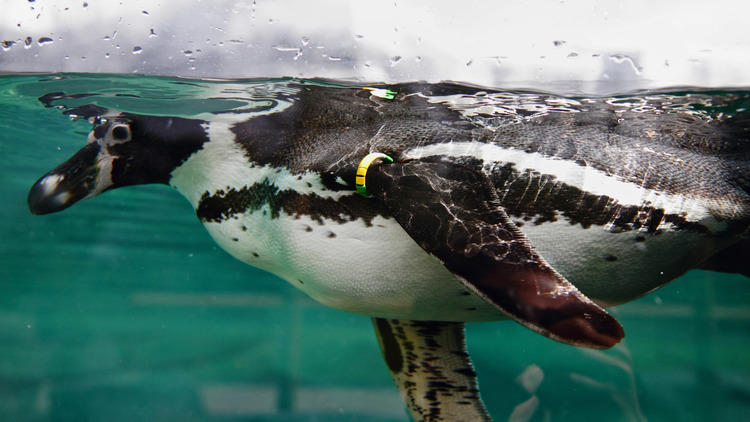 The Humboldt penguin (© EChirache)