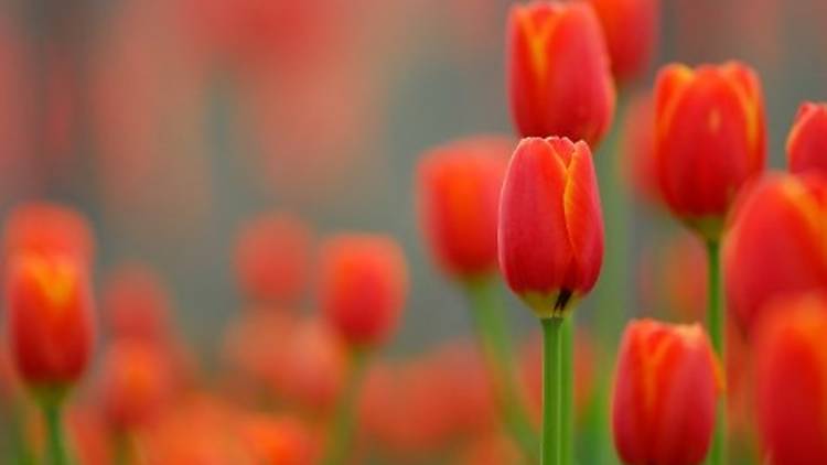 KLM Annual Charity Tulip Sale