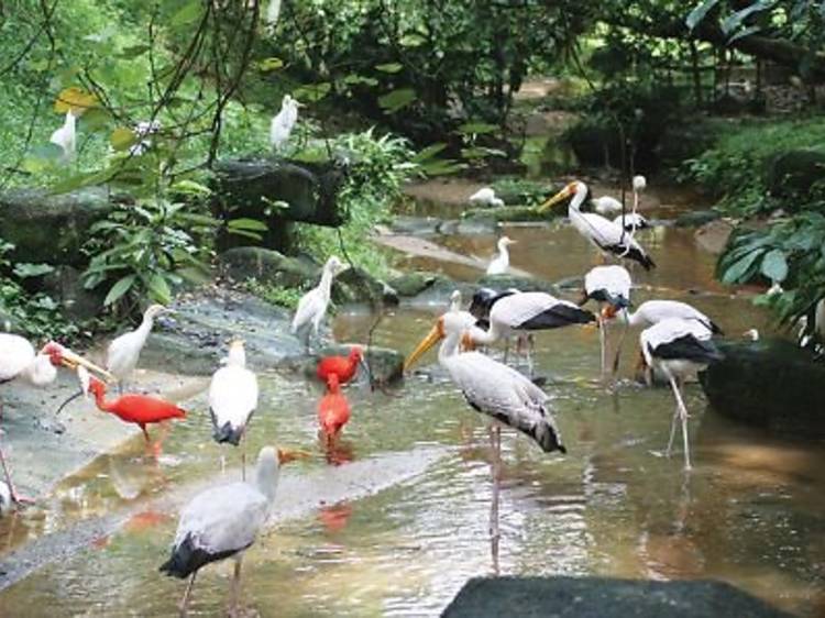 KL Bird Park