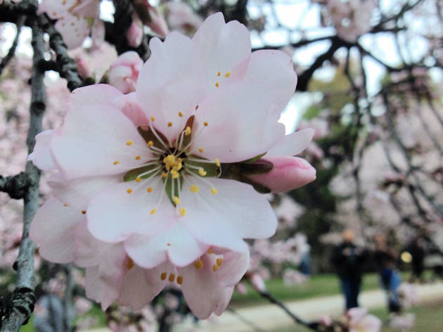 19. ...And the blooms of spring 19. ...And the blooms of spring
