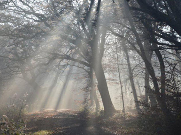 Epping Forest Epping Forest