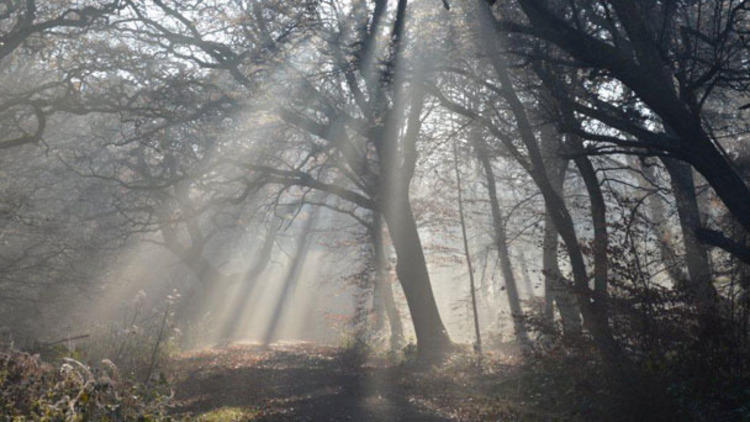 Epping Forest