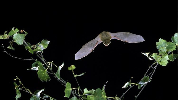 Pipistrelle bat, hyde park bat walk