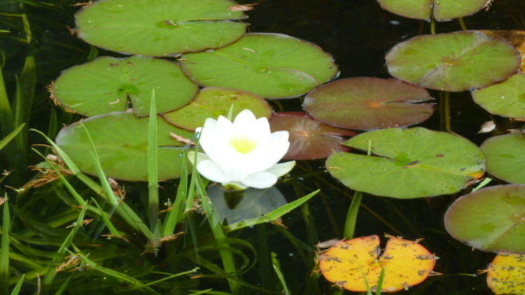 Waterlily, Isis Education Centre
