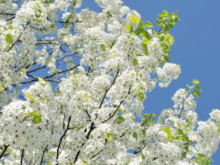 No. 12: The semen trees are blooming!