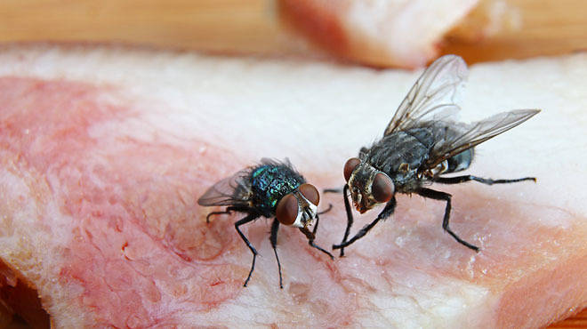 Buggy Bites
