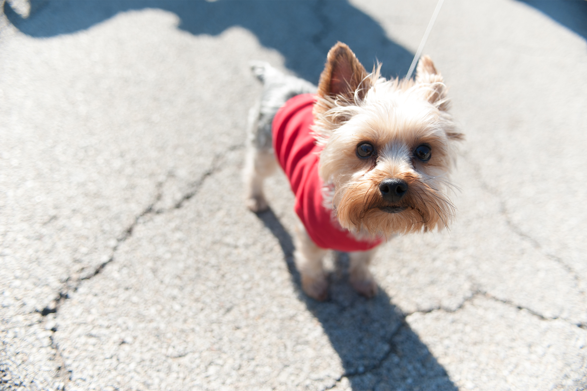 21 dogfriendly patios, restaurants and breweries in Chicago