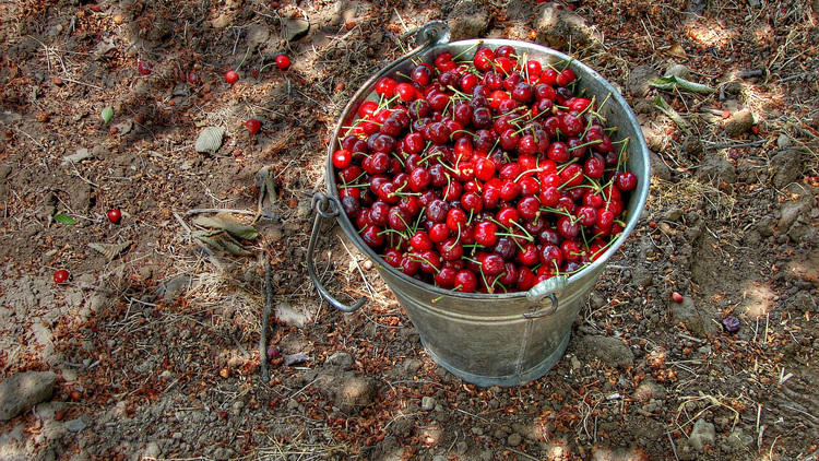 International Cherry Pit-Spitting Championship