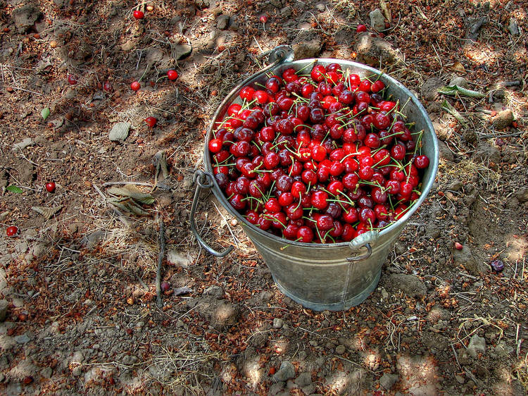 International Cherry Pit-Spitting Championship