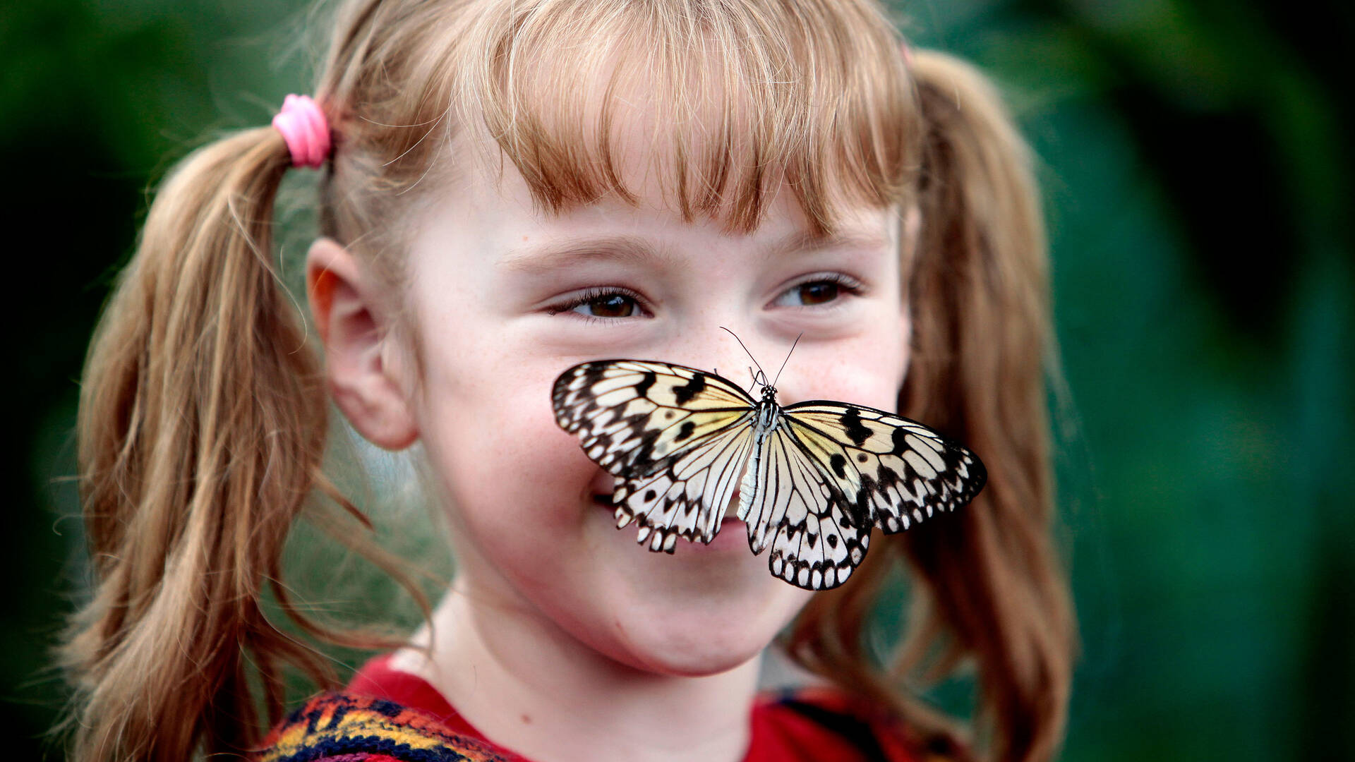 Sensational Butterflies 