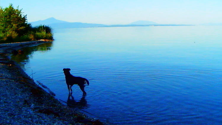 Adieu au langage (de Jean-Luc Godard)