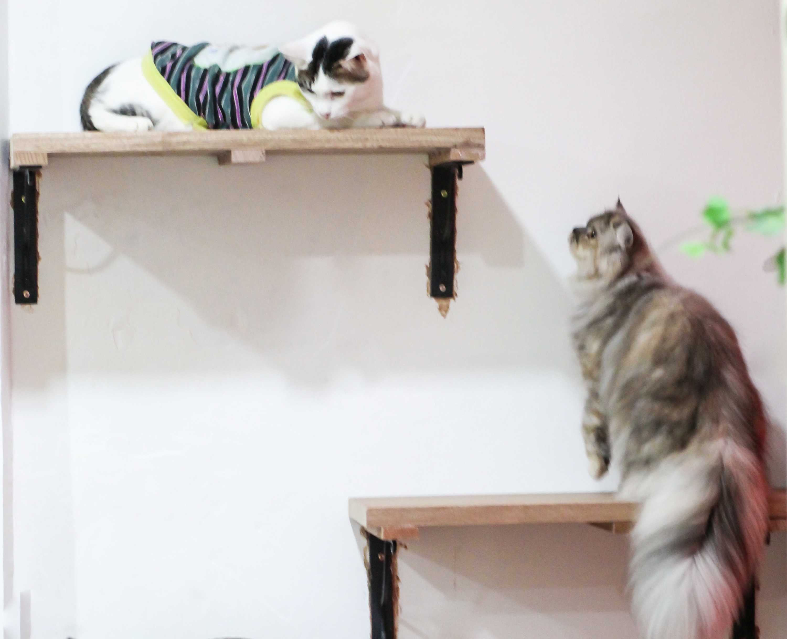 Kitten Cottage Attractions In Ttdi Kuala Lumpur