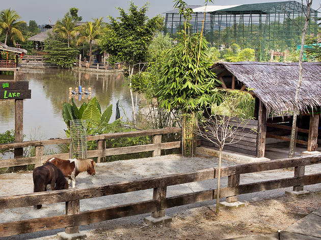 Walk with the animals at Farm in the City Walk with the animals at Farm in the City