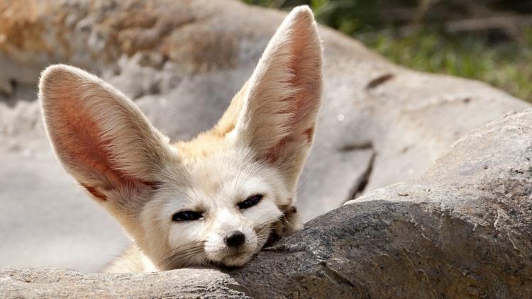 Fennec Fox at Farm in the City