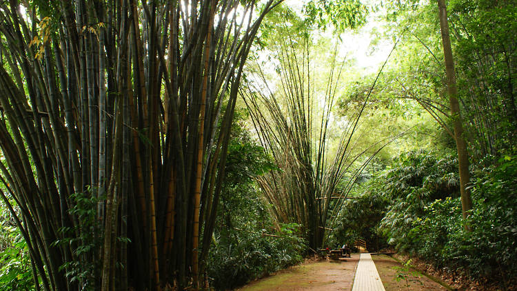 Go on a nature trail at KL Forest Eco Park