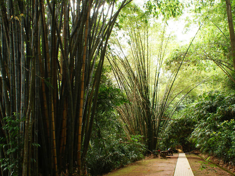 Hike through urban forest parks