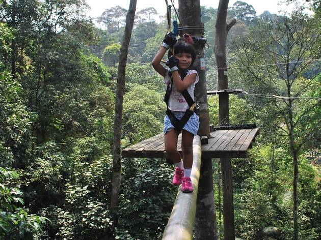 Flying fox shah alam