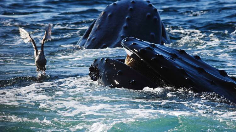 Cape Ann Whale Watch